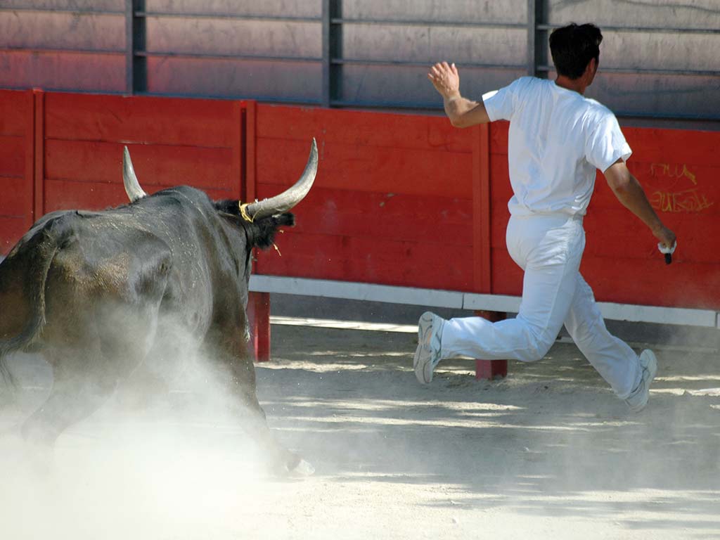 Course camarguaise - Trophée de l'Avenir