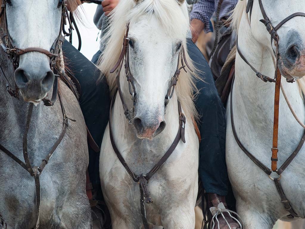 Soirée Alésienne des Gardians