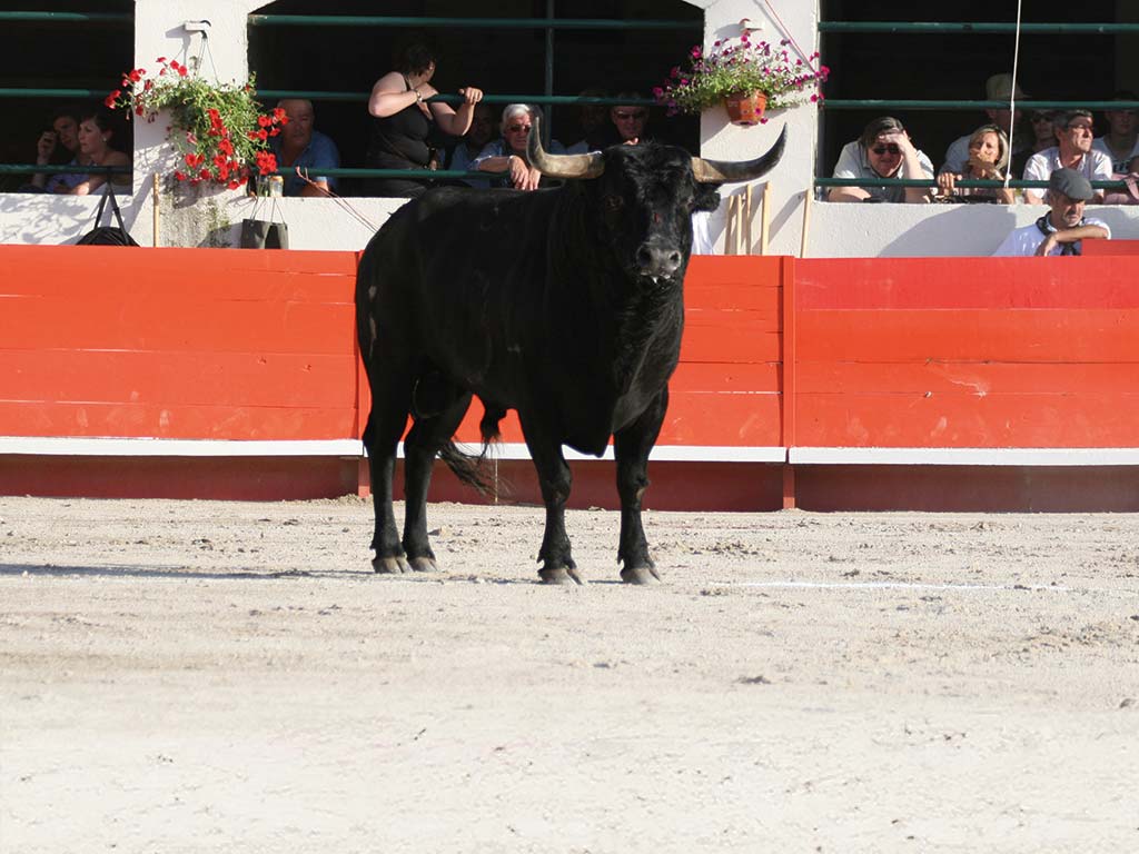 Novillada sans picador